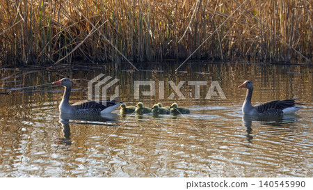 Greylag goose, Anser anser family swimming with goslings on a pond Greylag goose, Anser anser family swimming with goslings on a pond 140545990