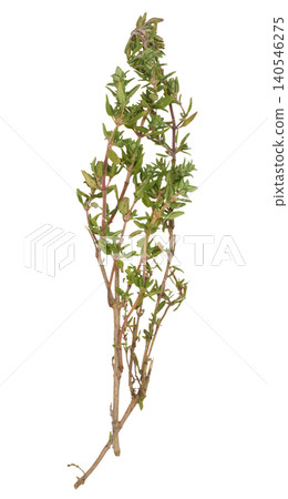 Thin sprig of fresh thyme with small green leaves and stem on isolated background. 140546275