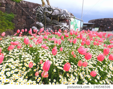 Tulips at Sanuki Mannou National Park 2026 (Mannou Town, Kagawa Prefecture) Tulips at Sanuki Mannou National Park 2026 (Mannou Town, Kagawa Prefecture) 140546506