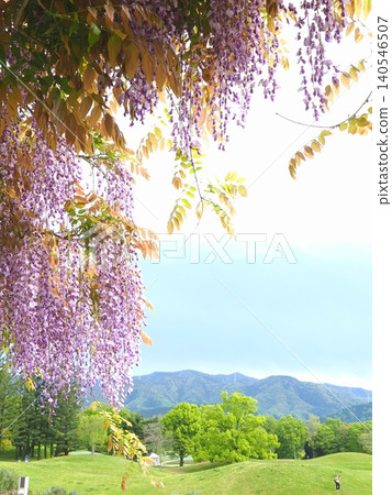 Wisteria blossoms at Sanuki Mannou National Park 2026 (Mannou Town, Kagawa Prefecture) Wisteria blossoms at Sanuki Mannou National Park 2026 (Mannou Town, Kagawa Prefecture) 140546507