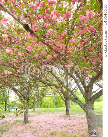Double-flowered cherry blossoms, Sekiyama 2026, at Sanuki Mannou National Park (Mannou Town, Kagawa Prefecture) Double-flowered cherry blossoms, Sekiyama 2026, at Sanuki Mannou National Park (Mannou Town, Kagawa Prefecture) 140546510