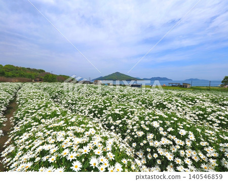 浦島花卉公園 2026(香川縣三豐市) 浦島花卉公園 2026(香川縣三豐市) 140546859