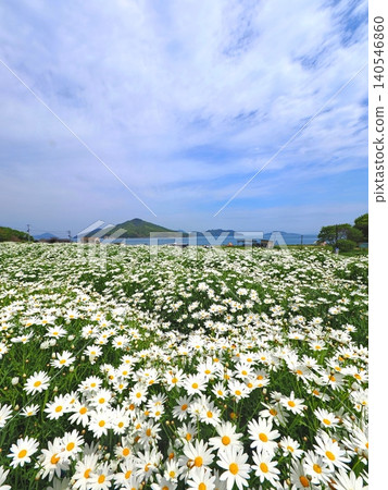浦島花卉公園 2026(香川縣三豐市)2 浦島花卉公園 2026(香川縣三豐市)2 140546860