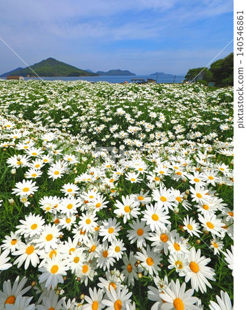 浦島花卉公園 2026（香川縣三豐市）3 140546861