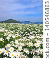 Flower Park Urashima 2026 (Mitoyo City, Kagawa Prefecture) 5 140546863