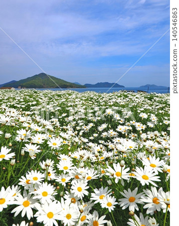 Flower Park Urashima 2026 (Mitoyo City, Kagawa Prefecture) 5 Flower Park Urashima 2026 (Mitoyo City, Kagawa Prefecture) 5 140546863