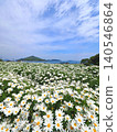 Flower Park Urashima 2026 (Mitoyo City, Kagawa Prefecture) 6 140546864