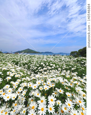 浦島花卉公園 2026(香川縣三豐市)6 浦島花卉公園 2026(香川縣三豐市)6 140546864