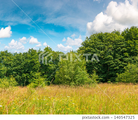 deciduous beech forest near meadow under blue sky. nature scenery with tall grass near forest in summer. carpathian beech forest of ukraine. wild field with grass and herbs deciduous beech forest near meadow under blue sky. nature scenery with tall grass near forest in summer. carpathian beech forest of ukraine. wild field with grass and herbs 140547325