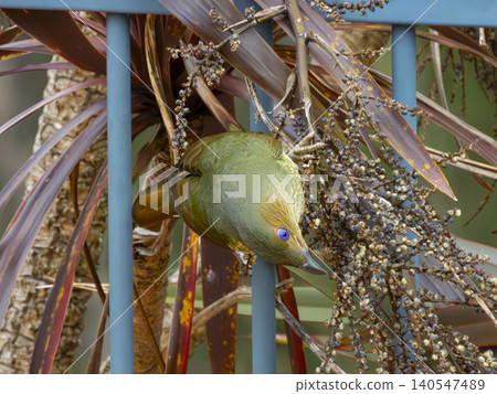 A Satin Bowerbird standing on a fence in a domestic garden A Satin Bowerbird standing on a fence in a domestic garden 140547489