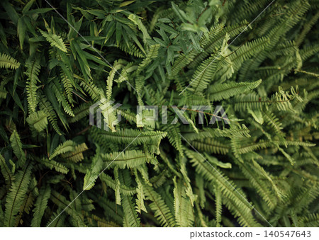 Lush green foliage featuring various types of ferns and bamboo leaves creating a dense, vibrant natural background in a tropical setting Lush green foliage featuring various types of ferns and bamboo leaves creating a dense, vibrant natural background in a tropical setting 140547643