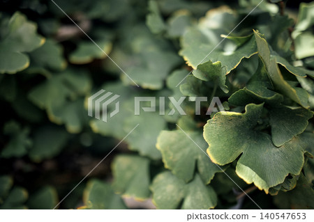 Close-up view of vibrant green ginkgo biloba leaves with distinctive fan shape and yellow edges, showcasing natural texture and detail in a lush outdoor setting Close-up view of vibrant green ginkgo biloba leaves with distinctive fan shape and yellow edges, showcasing natural texture and detail in a lush outdoor setting 140547653