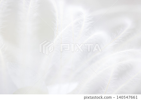 Delicate white feathers arranged artistically on a soft background, showcasing intricate textures and fine details, ideal for backgrounds or decorative purposes Delicate white feathers arranged artistically on a soft background, showcasing intricate textures and fine details, ideal for backgrounds or decorative purposes 140547661