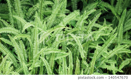 Lush green ferns with intricate leaf patterns growing densely in a natural setting, showcasing vibrant foliage and rich textures in a forest environment Lush green ferns with intricate leaf patterns growing densely in a natural setting, showcasing vibrant foliage and rich textures in a forest environment 140547670