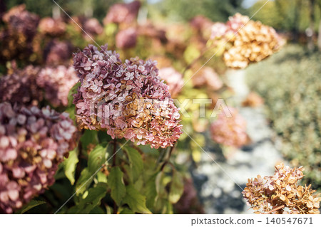 Pink and purple hydrangea flowers blooming in a garden, with blurred greenery and soft sunlight creating a serene outdoor atmosphere Pink and purple hydrangea flowers blooming in a garden, with blurred greenery and soft sunlight creating a serene outdoor atmosphere 140547671