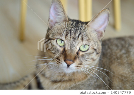 Close-up portrait of a tabby cat with green eyes Close-up portrait of a tabby cat with green eyes 140547779
