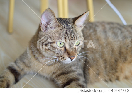 Tabby cat resting indoors with green eyes Tabby cat resting indoors with green eyes 140547780