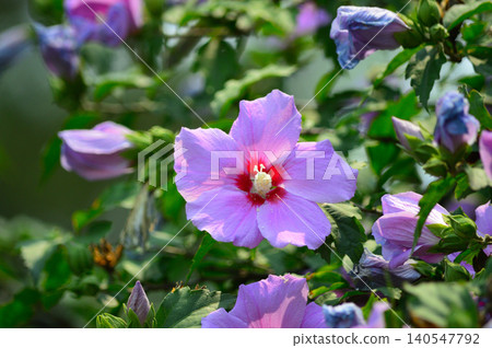 Purple hibiscus flower blooming in garden Purple hibiscus flower blooming in garden 140547792