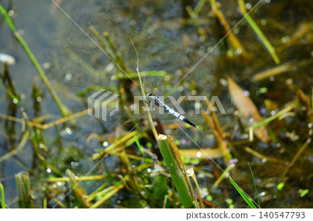 Blue dragonfly on reed above pond water Blue dragonfly on reed above pond water 140547793