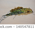 Seaweed washed up on sandy beach 140547811