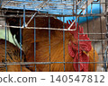 Brown rooster in a wire cage close-up 140547812