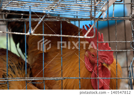 Brown rooster in a wire cage close-up 140547812