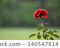 Single red rose in soft garden background 140547814