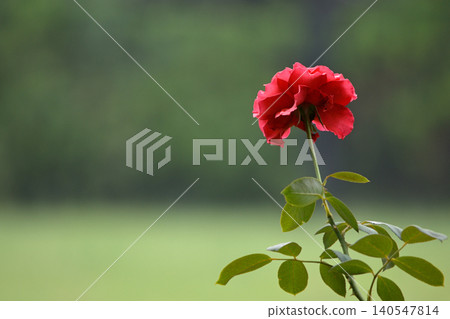 Single red rose in soft garden background Single red rose in soft garden background 140547814