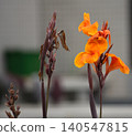 Orange canna flowers in close view 140547815