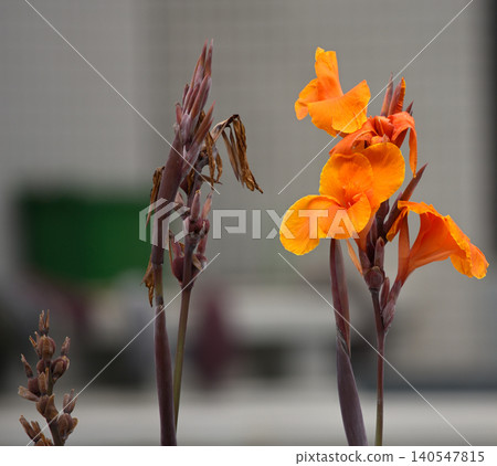 Orange canna flowers in close view Orange canna flowers in close view 140547815