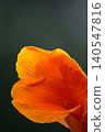 Close up of orange flower petals on dark background 140547816