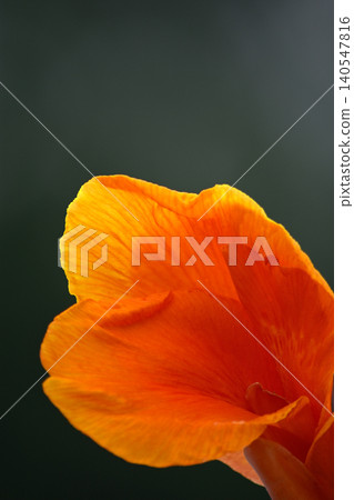 Close up of orange flower petals on dark background 140547816