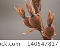 Close-up of dried seed pods on a brown stem 140547817
