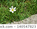 White Flower Blooming in Grassy Area 140547823