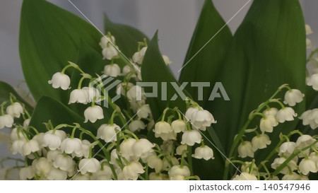 Close-up of delicate white blooming lily of the valley flowers with large green leaves against soft light background, concept of spring awakening and natural floral beauty 140547946