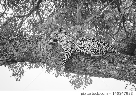 Leopard in Greater Kruger National park, South Africa Leopard in Greater Kruger National park, South Africa 140547958
