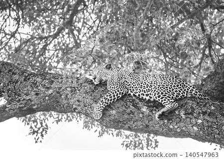 Leopard in Greater Kruger National park, South Africa Leopard in Greater Kruger National park, South Africa 140547963