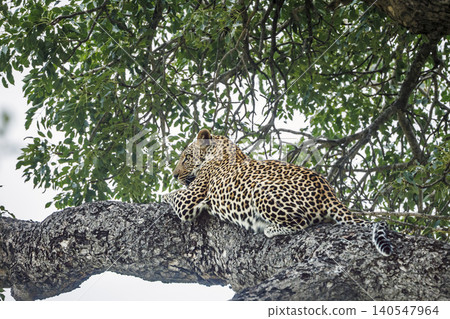 Leopard in Greater Kruger National park, South Africa Leopard in Greater Kruger National park, South Africa 140547964