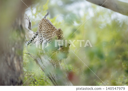 Leopard in Greater Kruger National park, South Africa Leopard in Greater Kruger National park, South Africa 140547979