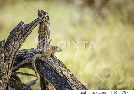 Smith bush squirrel in Greater Kruger National park, South Africa Smith bush squirrel in Greater Kruger National park, South Africa 140547981