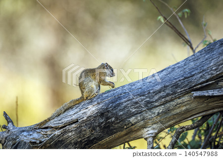 Smith bush squirrel in Greater Kruger National park, South Africa Smith bush squirrel in Greater Kruger National park, South Africa 140547988