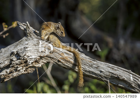 Smith bush squirrel in Greater Kruger National park, South Africa Smith bush squirrel in Greater Kruger National park, South Africa 140547989