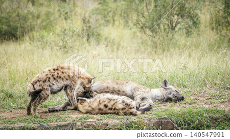 Spotted hyaena in Greater Kruger National park, South Africa 140547991