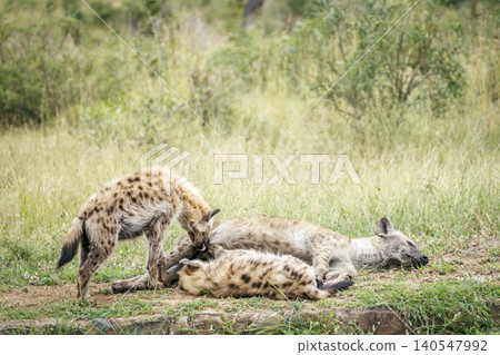 Spotted hyaena in Greater Kruger National park, South Africa 140547992