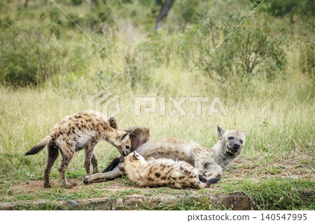 Spotted hyaena in Greater Kruger National park, South Africa Spotted hyaena in Greater Kruger National park, South Africa 140547995