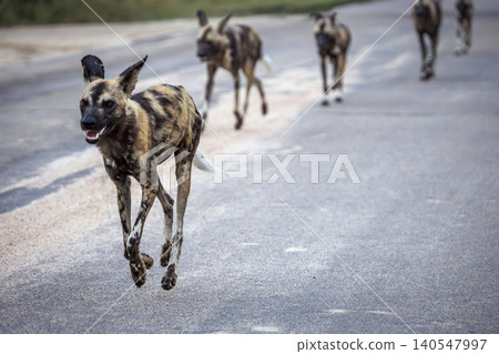 African wild dog in Greater Kruger National park, South Africa 140547997