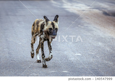 African wild dog in Greater Kruger National park, South Africa African wild dog in Greater Kruger National park, South Africa 140547999