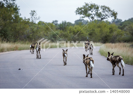 African wild dog in Greater Kruger National park, South Africa 140548000