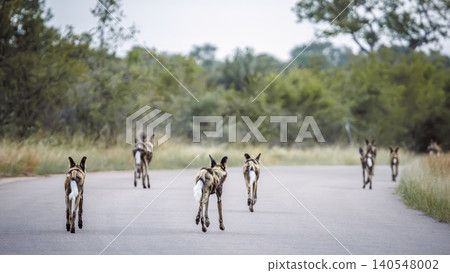 African wild dog in Greater Kruger National park, South Africa African wild dog in Greater Kruger National park, South Africa 140548002