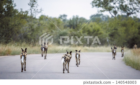 African wild dog in Greater Kruger National park, South Africa 140548003